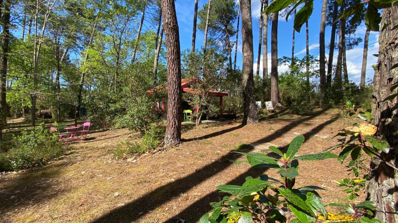 Le Petit Poulailler Au Beau Milieu Des Pins Villa Lacanau Kültér fotó