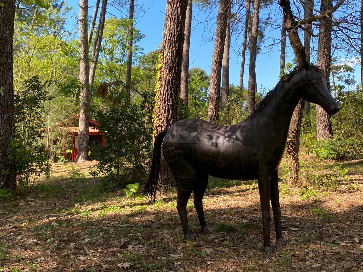 Le Petit Poulailler Au Beau Milieu Des Pins Villa Lacanau Kültér fotó